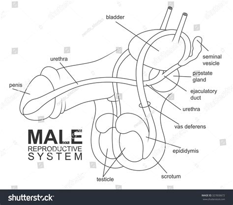 penises wallpaper|Male Genitalia Pictures, Anatomy & Diagram .